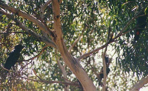Kangaroo Island Glossy Black Cockatoos
