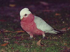 rose breasted cockatoo