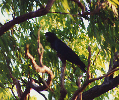 red tailed black