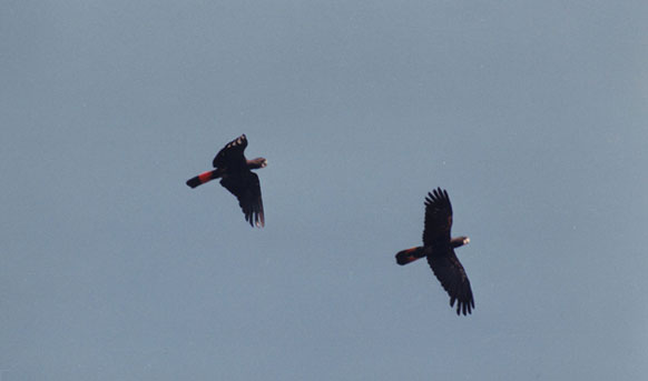 flying red-tailed black cockatoos