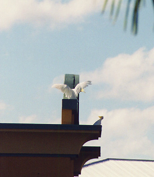 sulphur crested cockatoos