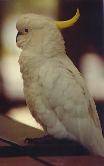 sulphur cockatoo