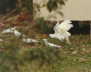 sulphur cockatoos